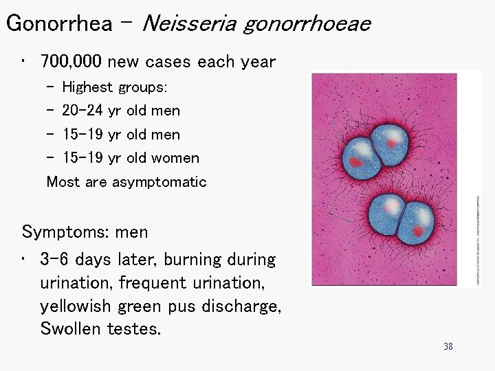 Gonorrhea – Neisseria gonorrhoeae • 700, 000 new cases each year – Highest groups: