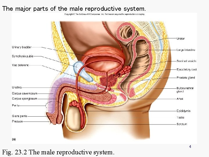The major parts of the male reproductive system. Fig. 23. 2 The male reproductive