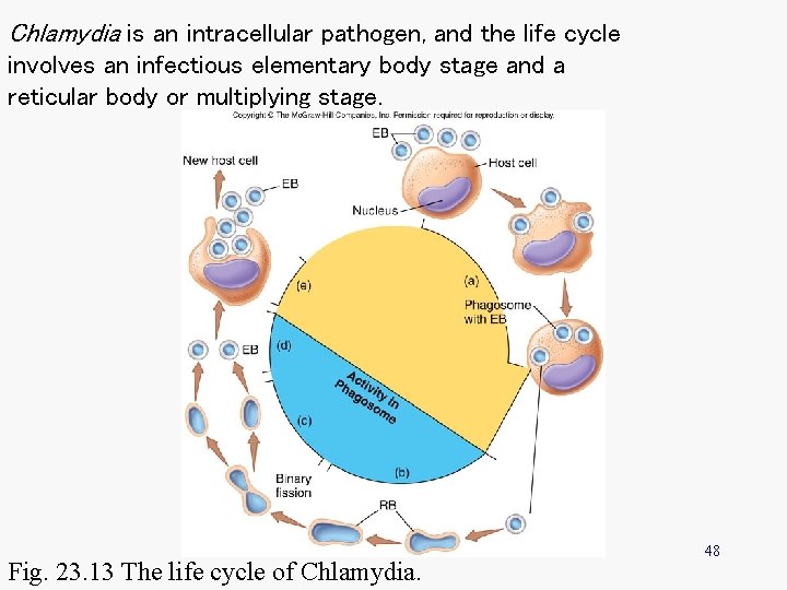 Chlamydia is an intracellular pathogen, and the life cycle involves an infectious elementary body