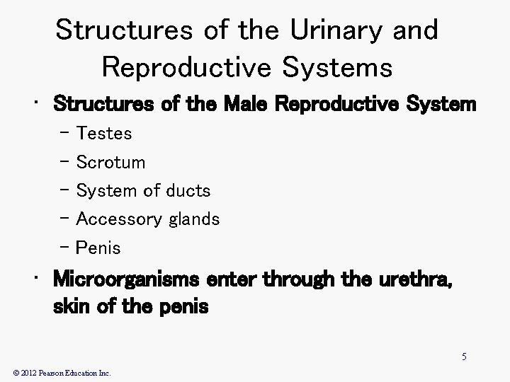 Structures of the Urinary and Reproductive Systems • Structures of the Male Reproductive System