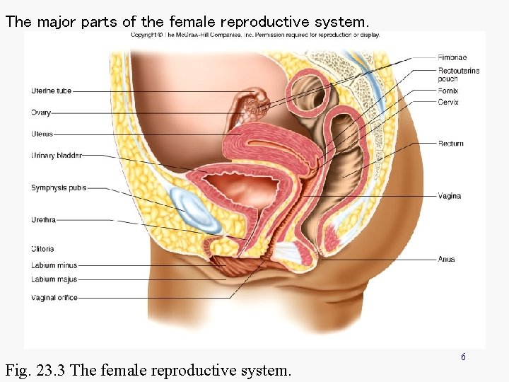 The major parts of the female reproductive system. Fig. 23. 3 The female reproductive