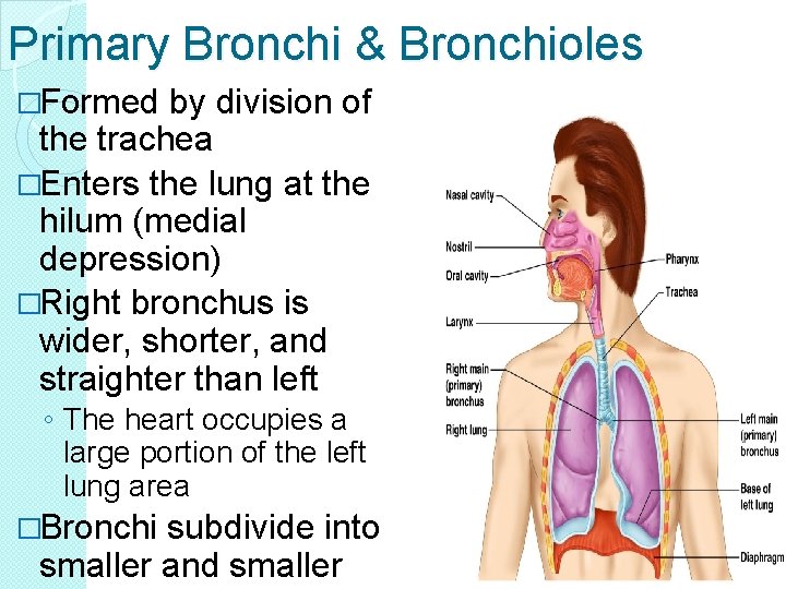 Primary Bronchi & Bronchioles �Formed by division of the trachea �Enters the lung at