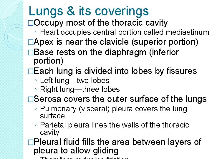 Lungs & its coverings �Occupy most of the thoracic cavity ◦ Heart occupies central