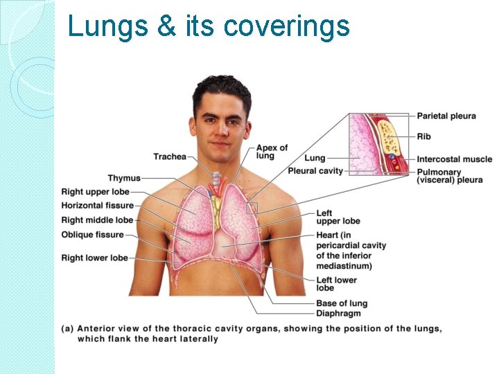 Lungs & its coverings 