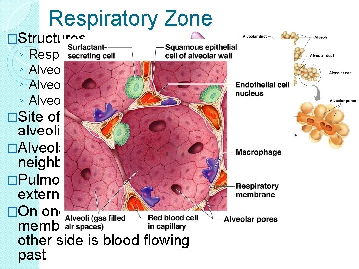 Respiratory Zone �Structures ◦ ◦ Respiratory bronchioles Alveolar ducts Alveolar sacs Alveoli (air sacs)