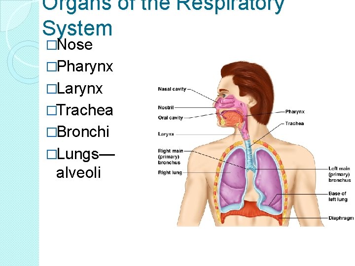 Organs of the Respiratory System �Nose �Pharynx �Larynx �Trachea �Bronchi �Lungs— alveoli 