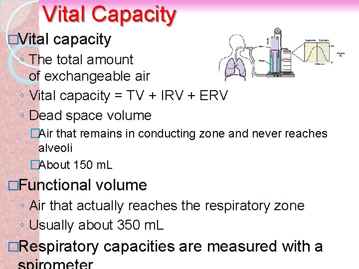 Vital Capacity �Vital capacity ◦ The total amount of exchangeable air ◦ Vital capacity