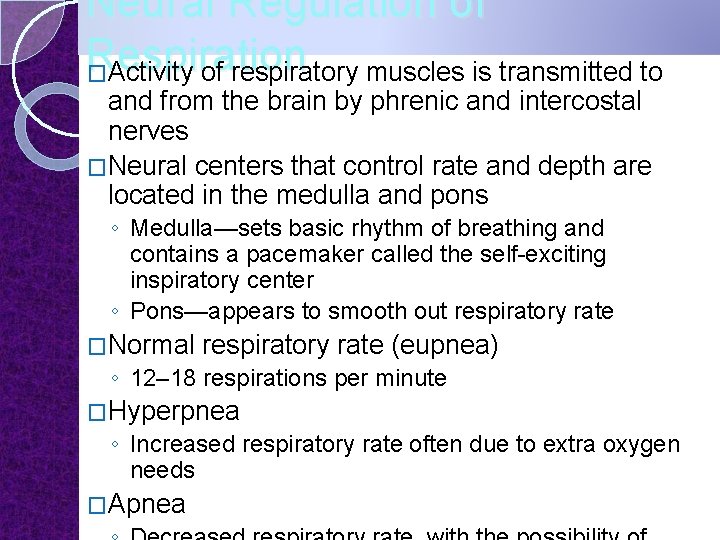 Neural Regulation of Respiration �Activity of respiratory muscles is transmitted to and from the