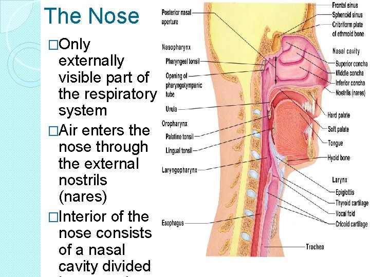 The Nose �Only externally visible part of the respiratory system �Air enters the nose