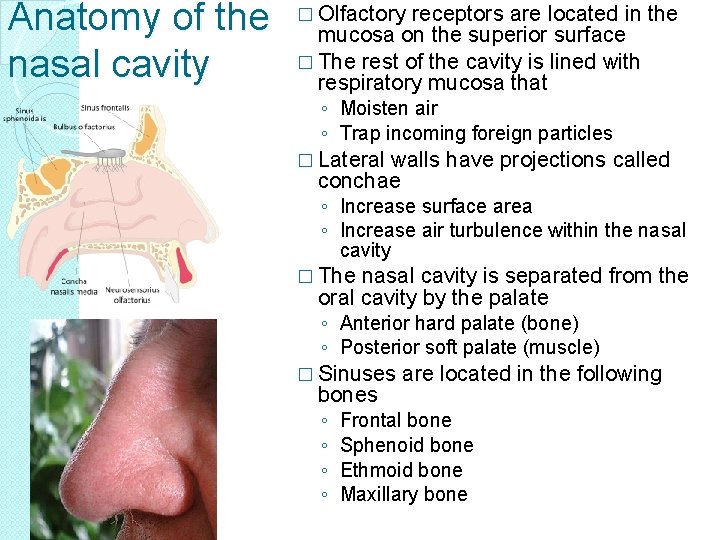 Anatomy of the nasal cavity � Olfactory receptors are located in the mucosa on