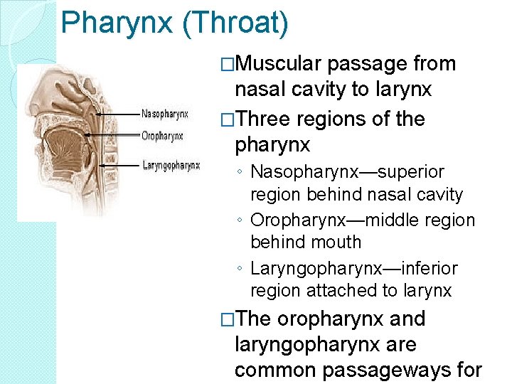 Pharynx (Throat) �Muscular passage from nasal cavity to larynx �Three regions of the pharynx