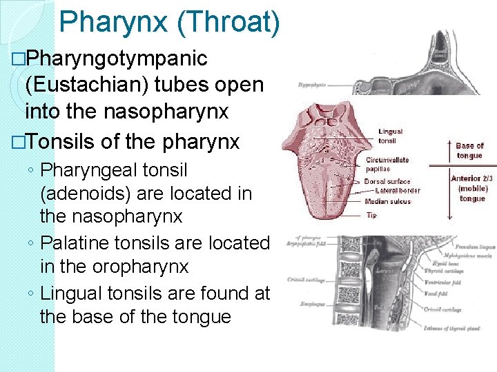 Pharynx (Throat) �Pharyngotympanic (Eustachian) tubes open into the nasopharynx �Tonsils of the pharynx ◦