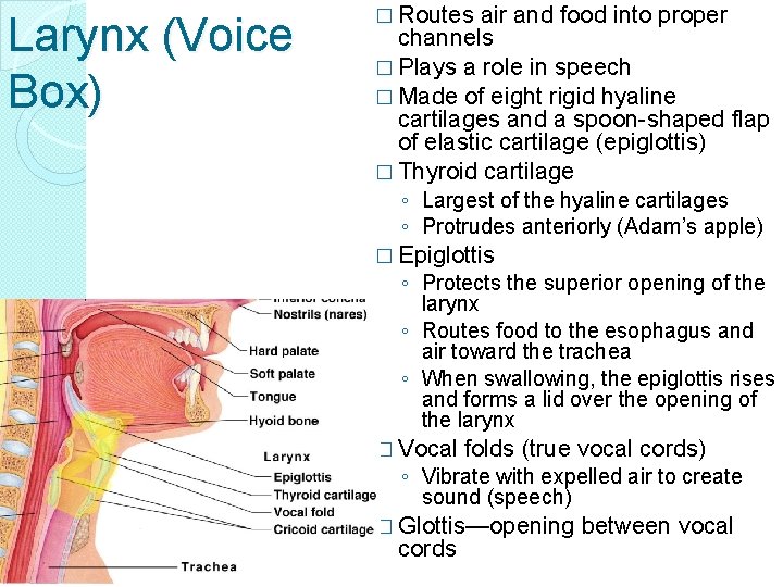 Larynx (Voice Box) � Routes air and food into proper channels � Plays a