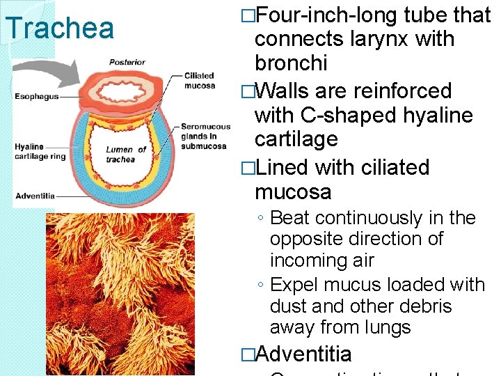 Trachea �Four-inch-long tube that connects larynx with bronchi �Walls are reinforced with C-shaped hyaline