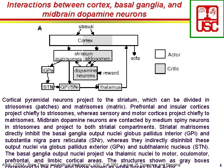 Interactions between cortex, basal ganglia, and midbrain dopamine neurons Cortical pyramidal neurons project to