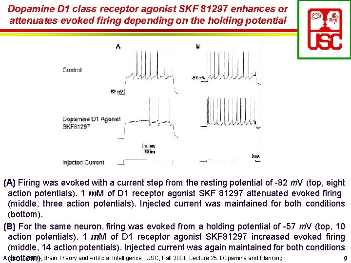 Dopamine D 1 class receptor agonist SKF 81297 enhances or attenuates evoked firing depending