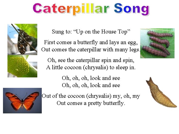 Sung to: “Up on the House Top” First comes a butterfly and lays an