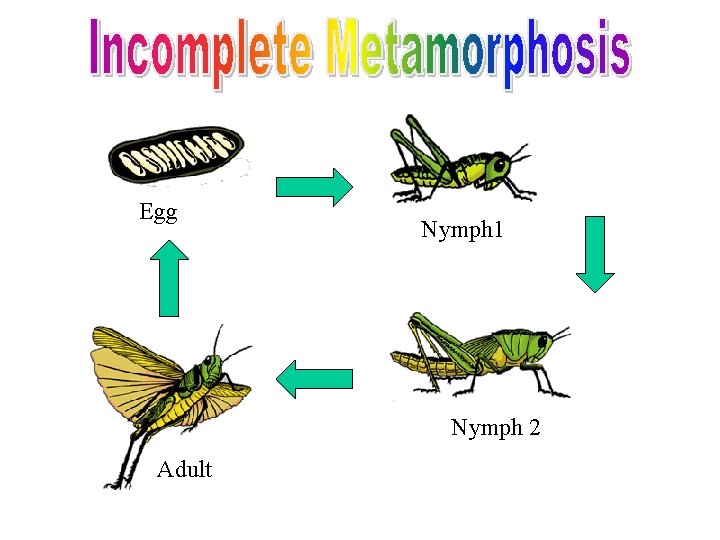 Egg Nymph 1 Nymph 2 Adult 