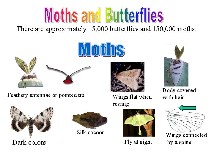 There approximately 15, 000 butterflies and 150, 000 moths. Feathery antennae or pointed tip