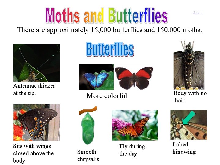 Gr 2 -4 There approximately 15, 000 butterflies and 150, 000 moths. Antennae thicker