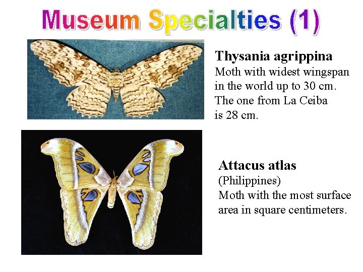 Thysania agrippina Moth widest wingspan in the world up to 30 cm. The one