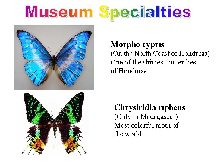 Morpho cypris (On the North Coast of Honduras) One of the shiniest butterflies of