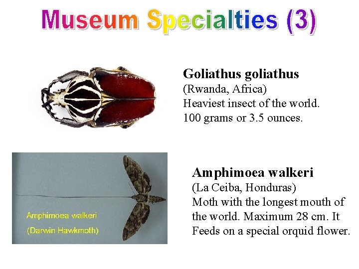 Goliathus goliathus (Rwanda, Africa) Heaviest insect of the world. 100 grams or 3. 5