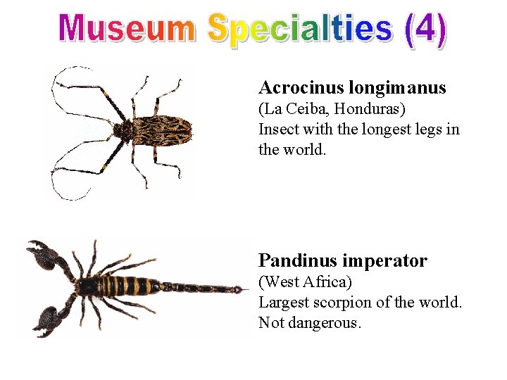 Acrocinus longimanus (La Ceiba, Honduras) Insect with the longest legs in the world. Pandinus