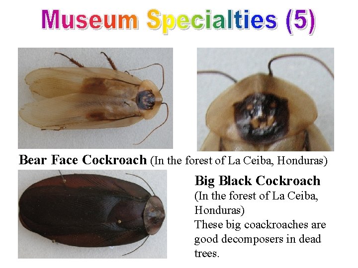 Bear Face Cockroach (In the forest of La Ceiba, Honduras) Big Black Cockroach (In