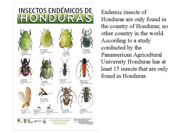 Endemic insects of Honduras are only found in the country of Honduras; no other