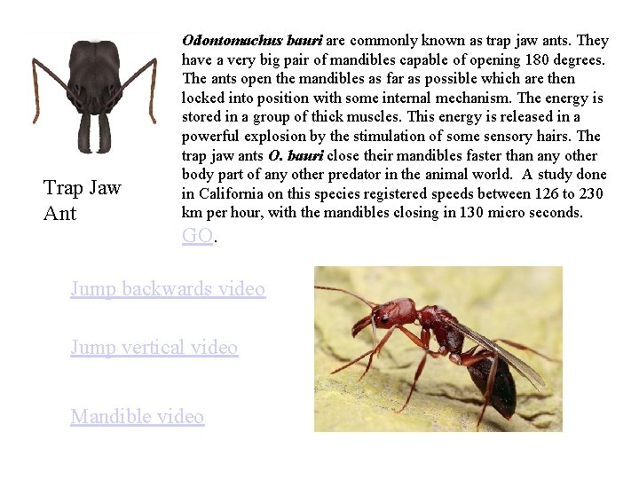 Trap Jaw Ant Odontomachus bauri are commonly known as trap jaw ants. They have