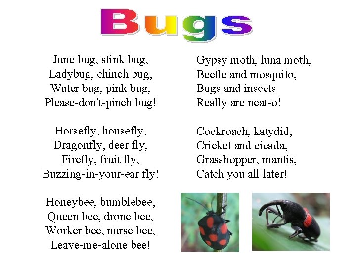 June bug, stink bug, Ladybug, chinch bug, Water bug, pink bug, Please-don't-pinch bug! Gypsy