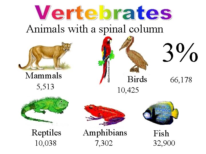 Animals with a spinal column 3% Mammals Birds 5, 513 66, 178 10, 425