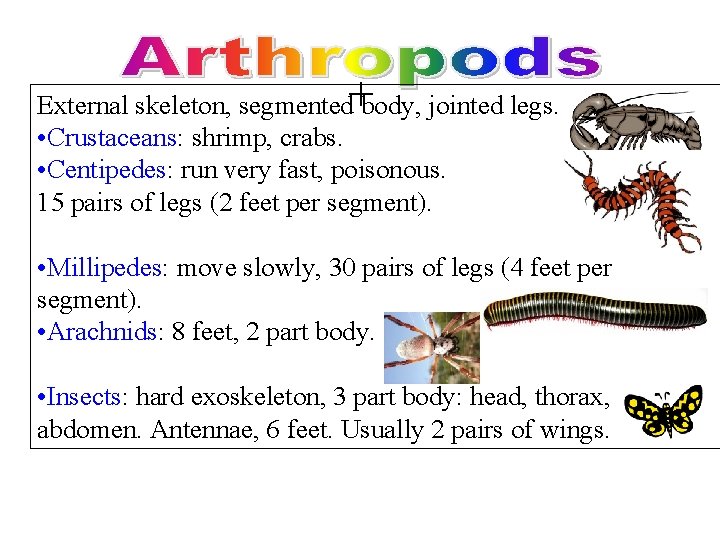 + External skeleton, segmented body, jointed legs. • Crustaceans: shrimp, crabs. • Centipedes: run