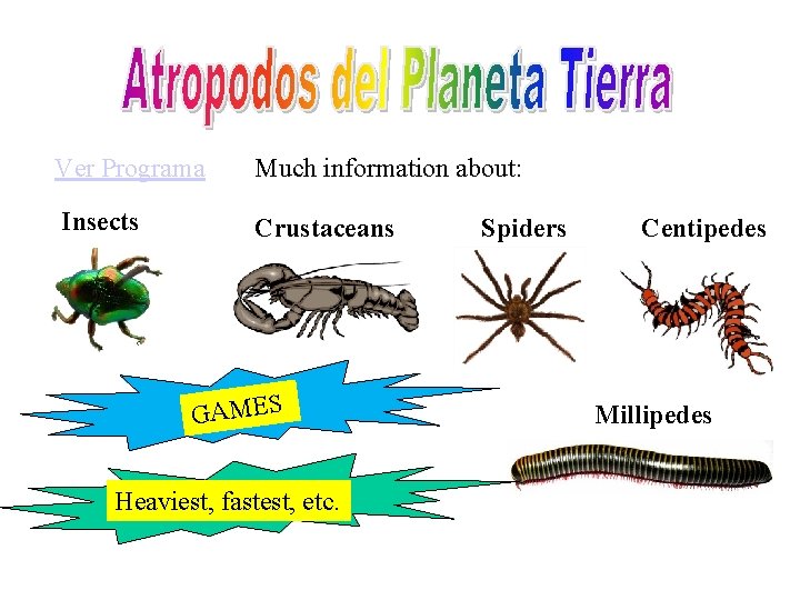 Ver Programa Much information about: Insects Crustaceans GAMES Heaviest, fastest, etc. Spiders Centipedes Millipedes