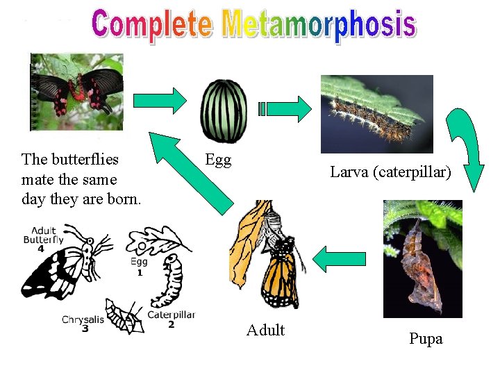 The butterflies mate the same day they are born. Egg Larva (caterpillar) Adult Pupa