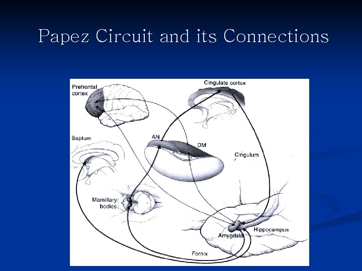 Papez Circuit and its Connections 