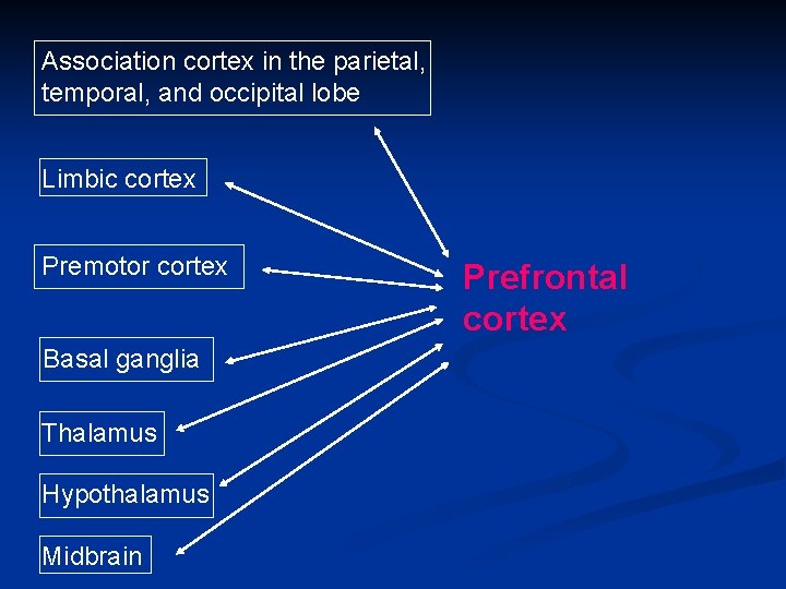 Association cortex in the parietal, temporal, and occipital lobe Limbic cortex Premotor cortex Basal