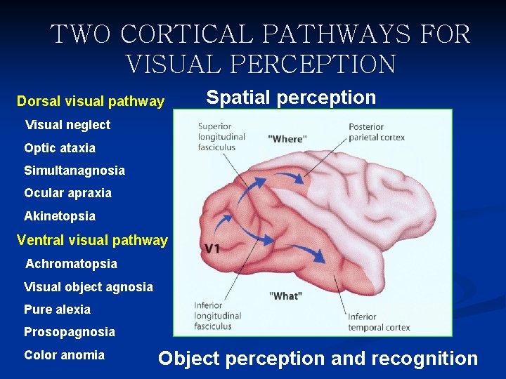 TWO CORTICAL PATHWAYS FOR VISUAL PERCEPTION Dorsal visual pathway Spatial perception Visual neglect Optic