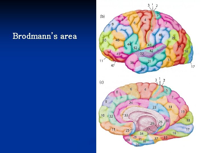 Brodmann’s area 