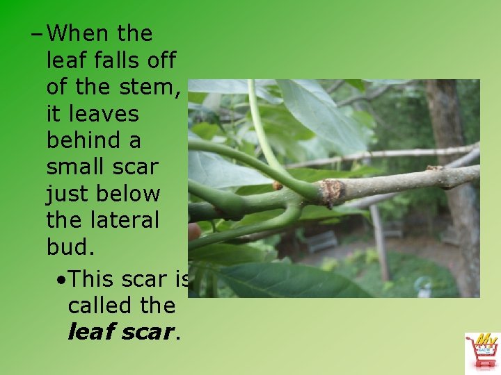 – When the leaf falls off of the stem, it leaves behind a small