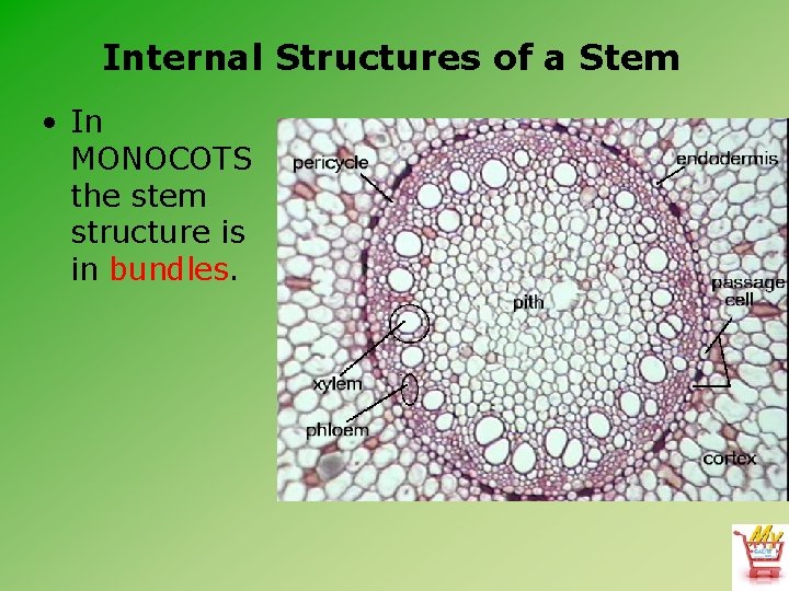 Internal Structures of a Stem • In MONOCOTS the stem structure is in bundles.