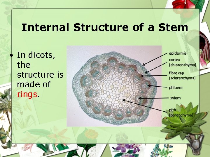 Internal Structure of a Stem • In dicots, the structure is made of rings.