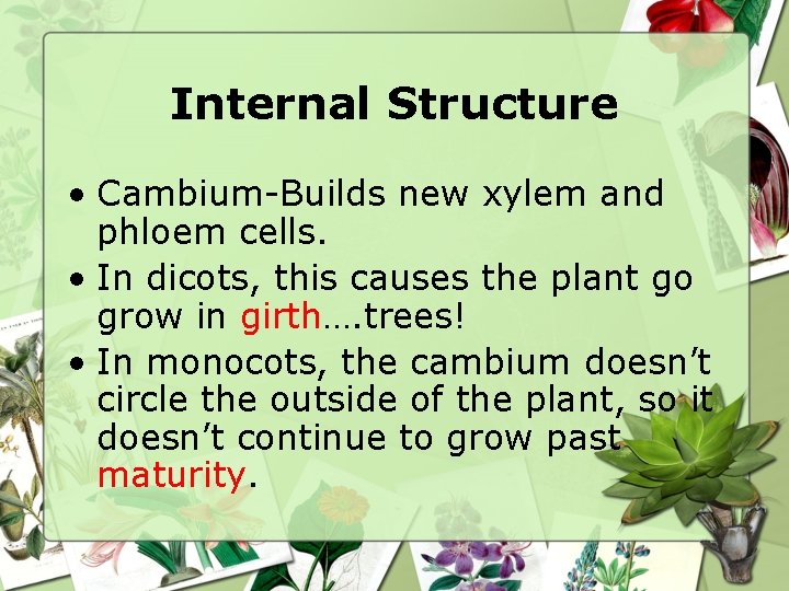 Internal Structure • Cambium-Builds new xylem and phloem cells. • In dicots, this causes