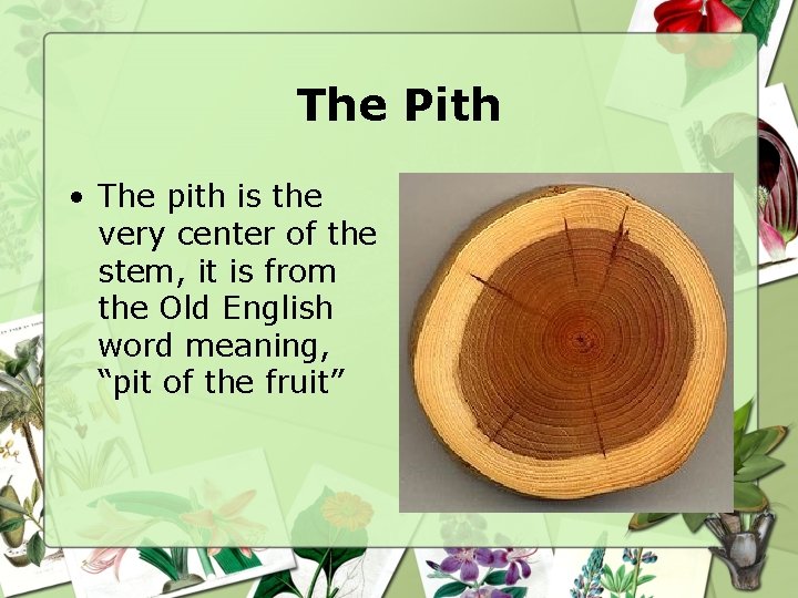 The Pith • The pith is the very center of the stem, it is