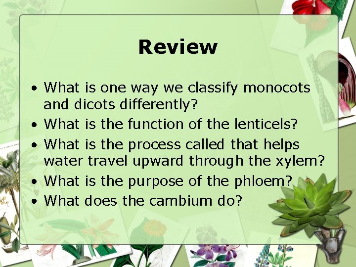 Review • What is one way we classify monocots and dicots differently? • What