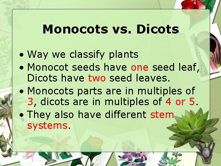 Monocots vs. Dicots • Way we classify plants • Monocot seeds have one seed