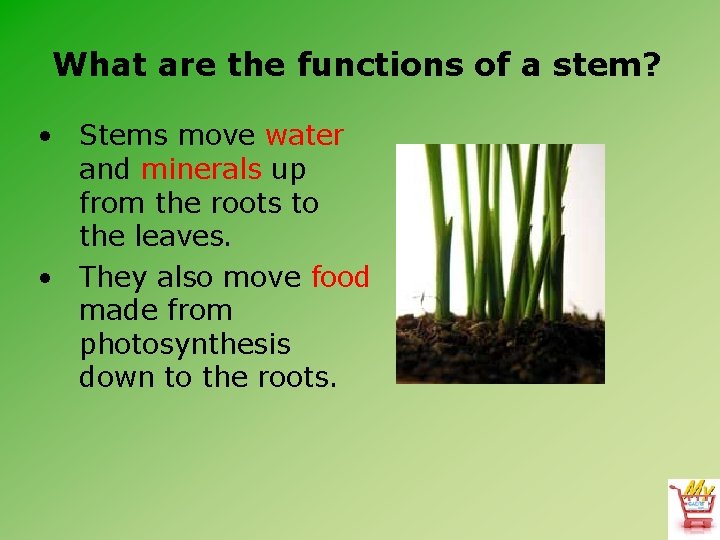 What are the functions of a stem? • Stems move water and minerals up