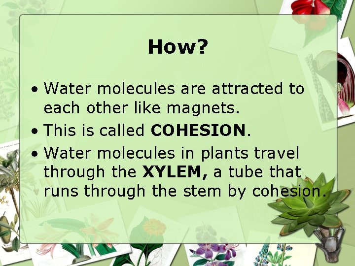 How? • Water molecules are attracted to each other like magnets. • This is