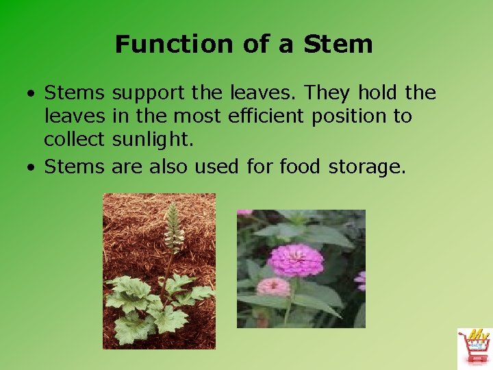 Function of a Stem • Stems leaves collect • Stems support the leaves. They